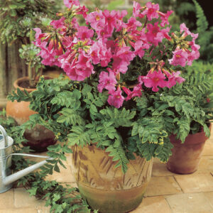 Incarvillea delavayii