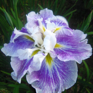 Iris ensata Angel Mountain