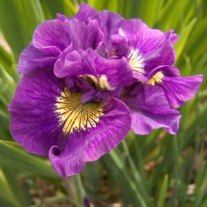 Iris sibirica Double Standard