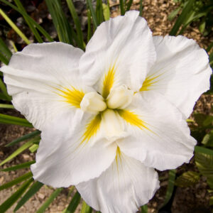 Iris ensata Gold Bound