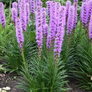 Liatris Kobold