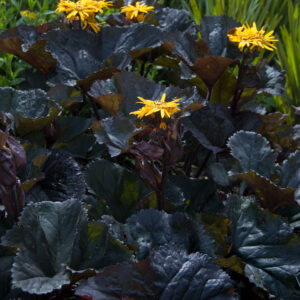 Ligularia Britt Marie Crawford®