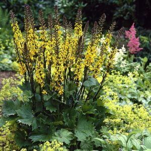 Ligularia The Rocket