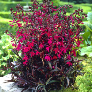 Lobelia Russian Princess