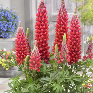 West Country Lupins Beefeater®