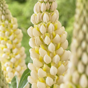 West Country Lupins Cashmere Cream®