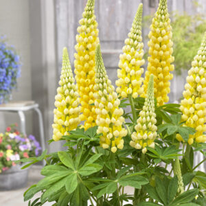 West Country Lupins Desert Sun®
