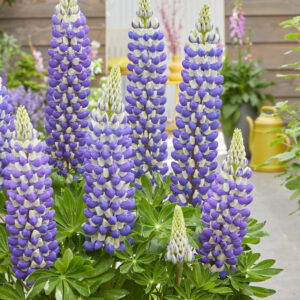 West Country Lupins King Canute®