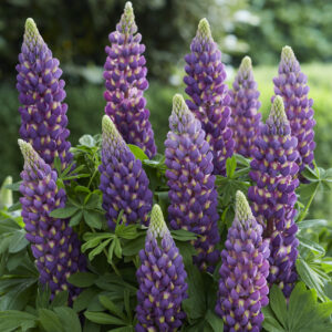 West Country Lupins Magic Lantern®