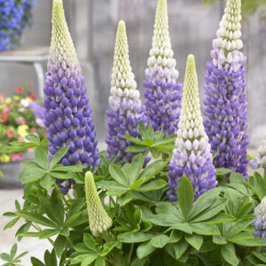 West Country Lupins Persian Slipper®