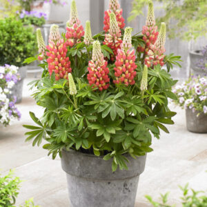 West Country Lupins Tequila Flame®