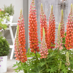 West Country Lupins Terracotta®