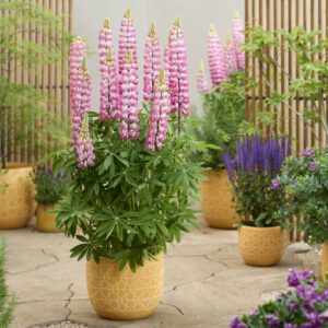 West Country Lupinus Rachel de Thame®