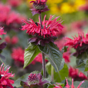 Monarda Bee Happy®