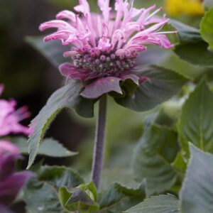 Monarda Bee Lieve®
