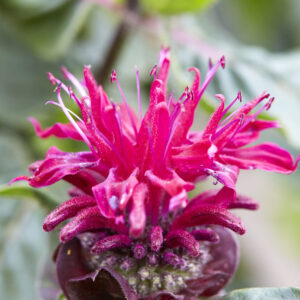 Monarda Bee True®