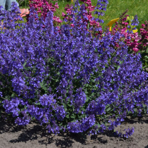 Nepeta Junior Walker®