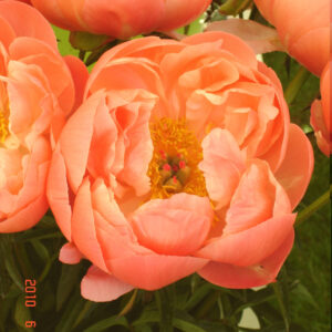 Paeonia hybrid Coral Charm