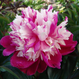Paeonia lactiflora Daydream