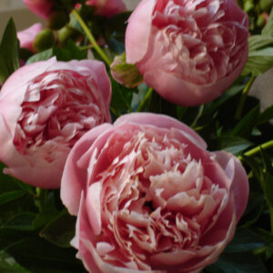 Paeonia hybrid Etched Salmon