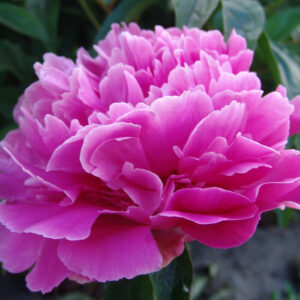 Paeonia lactiflora Festivity®