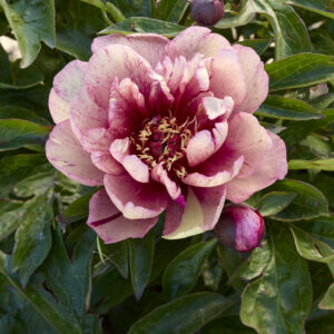 Paeonia Itoh Garden Candy®All That Jazz®