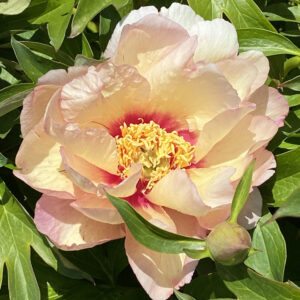 Paeonia Itoh Callies Memory