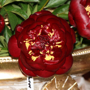 Paeonia hybrid Buckeye Belle