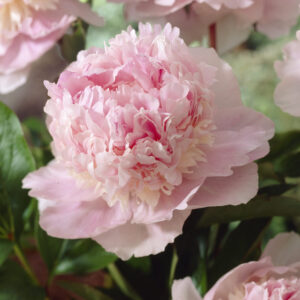 Paeonia lactiflora Edens Perfume