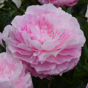 Paeonia lactiflora Susie Q