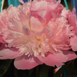 Paeonia lactiflora Mons. Jules Elie