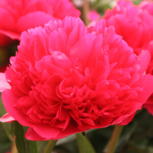 Paeonia hybrid Command Performance