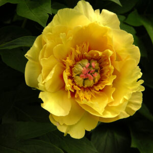 Paeonia Itoh Sequestered Sunshine®