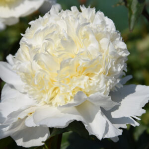 Paeonia lactiflora Charles White