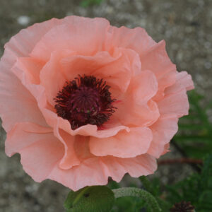 Papaver Rococo®