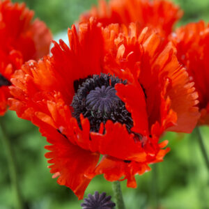 Papaver Turkenlouis
