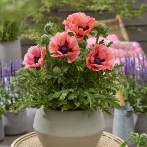 Papaver Rococo®