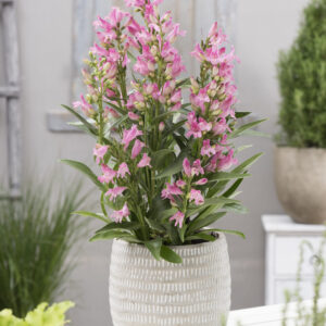 Penstemon Rock Candy® Light Pink®