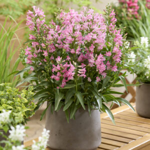 Penstemon Rock Candy® Light Pink®