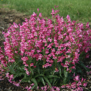 Penstemon Rock Candy® Pink®