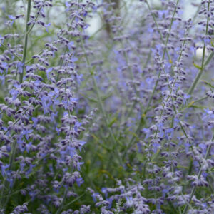 Perovskia Little Lace®