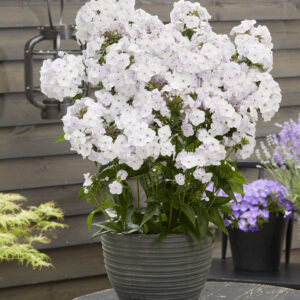 Phlox Fashionably Early Crystal®