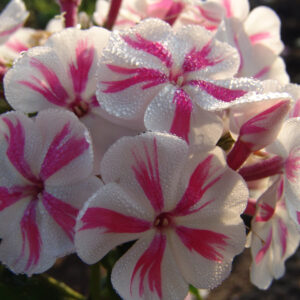 Phlox Twister®