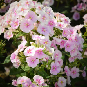 Phlox Younique Bicolour®