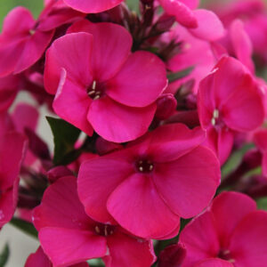Phlox Younique Cerise®