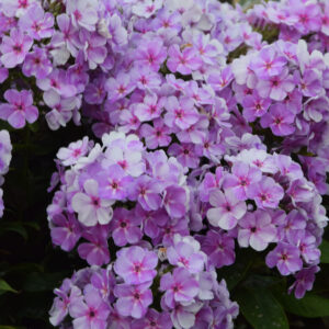 Phlox Younique Mauve®