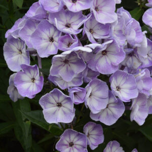 Phlox Younique Old Blue®