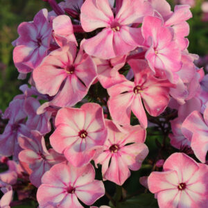 Phlox Younique Old Pink®