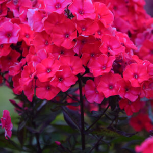 Phlox Younique Red®