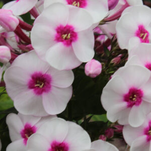 Phlox Younique Trendy®